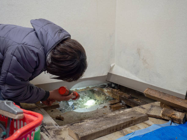 Best Black Mold Removal  in Nanakuli, HI