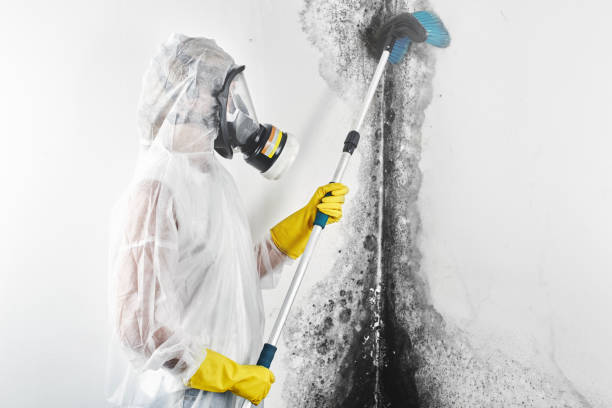 Best Mold-Related Health Consultation  in Nanakuli, HI