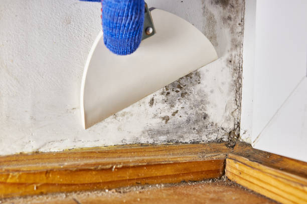  Nanakuli, HI Mold Removal Pros